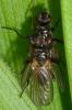 Cordilura atrata
